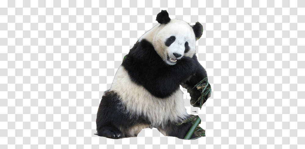 Download Background Panda, Giant Panda, Bear, Wildlife, Mammal Transparent Png