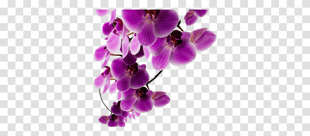 Download Background Purple Flower Background Purple Purple Flowers, Plant, Blossom, Geranium, Orchid Transparent Png