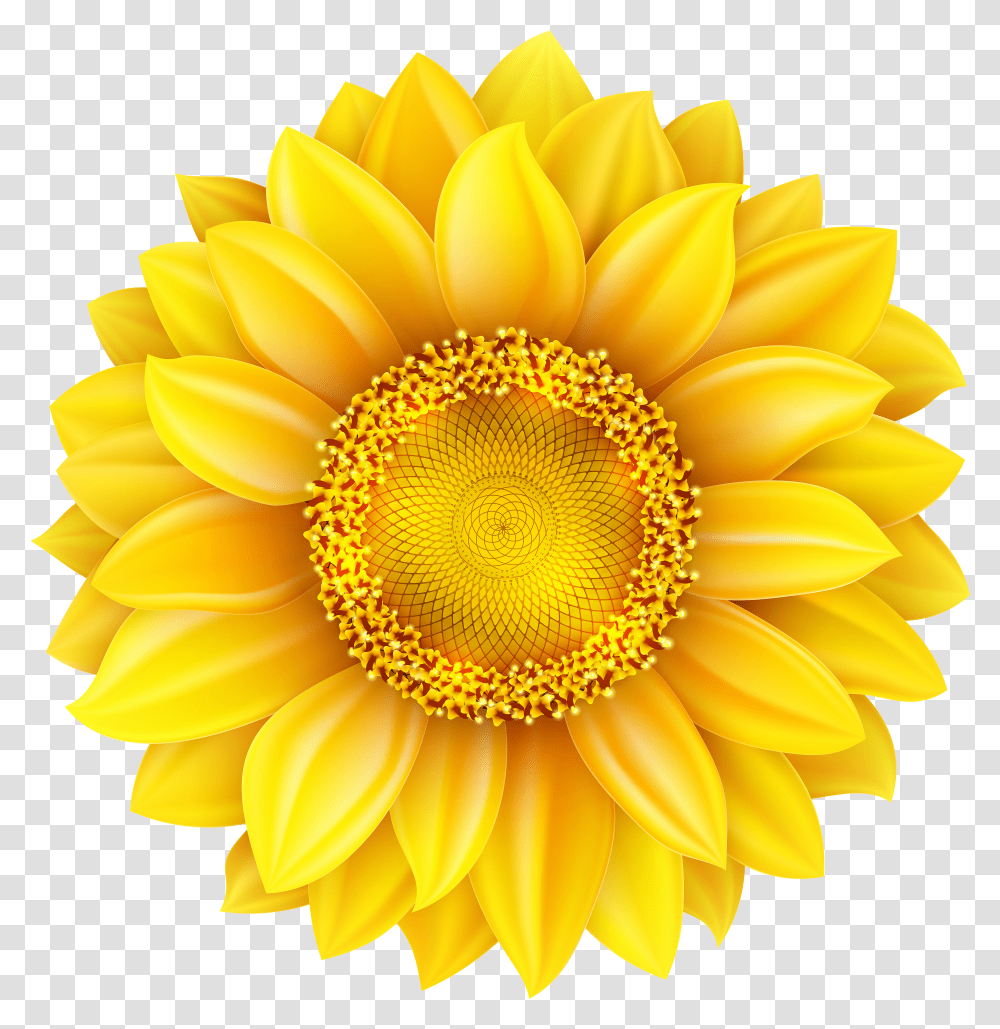 Download Background Sunflower Image With Clipart Background Sunflower Transparent Png