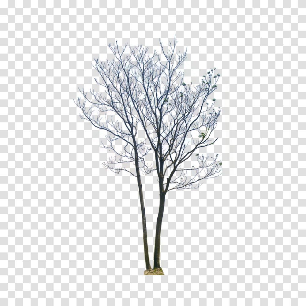 Download Background Tree Arbol Fondo Transparente, Graphics, Art, Plot, Modern Art Transparent Png