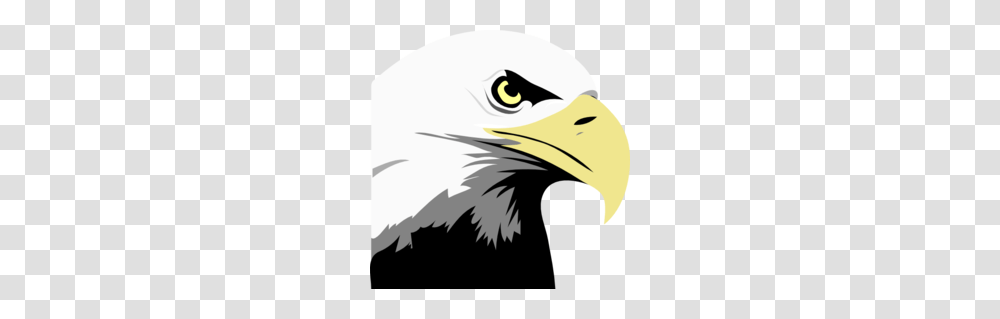 Download Bald Eagle Clipart Bald Eagle Clip Art Eagle Bird, Animal, Beak Transparent Png