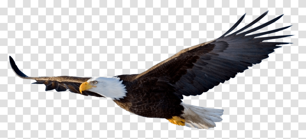 Download Bald Eagle File Flying Eagle, Bird, Animal Transparent Png