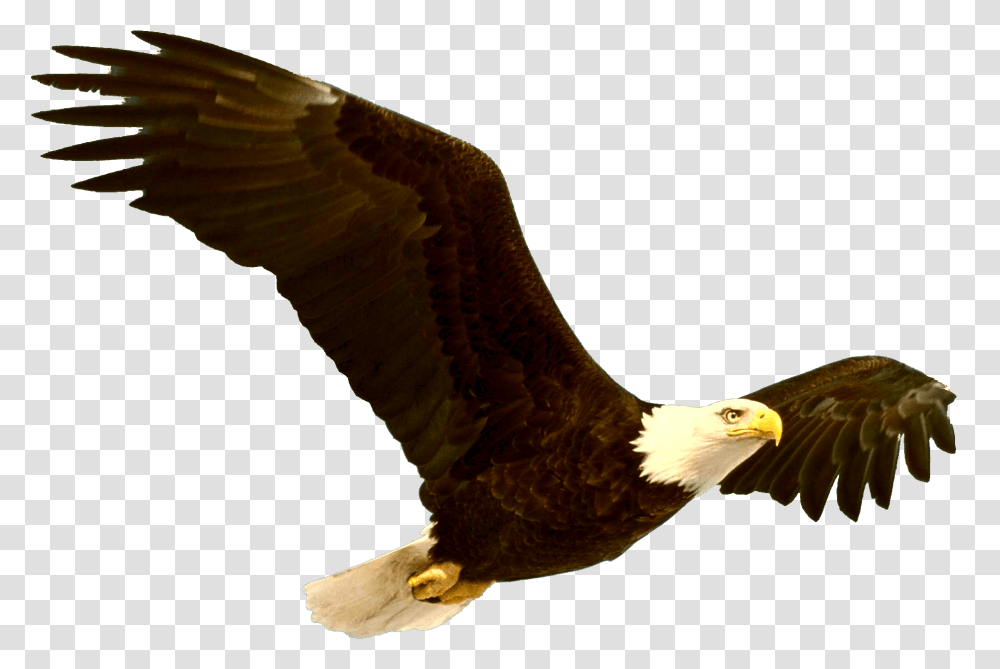 Download Bald Eagle File Grand Canyon Bald Eagle, Bird, Animal, Vulture, Flying Transparent Png