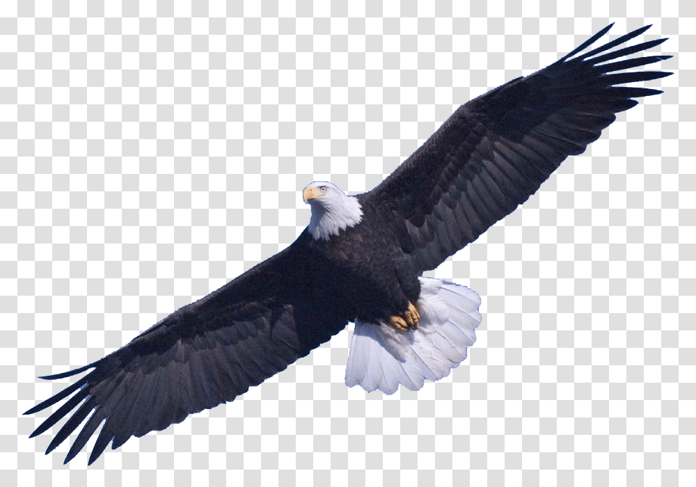 Download Bald Eagle Image Eagle, Bird, Animal, Flying, Kite Bird Transparent Png