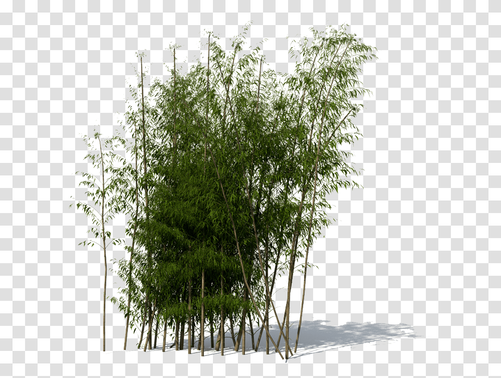 Download Bamboo File 059 Bamboo Tree, Plant, Dill, Seasoning, Food Transparent Png