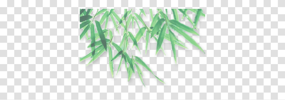 Download Bamboo Leaf Photo 055 Free Leaves Shadow, Plant, Outdoors, Nature, Ice Transparent Png