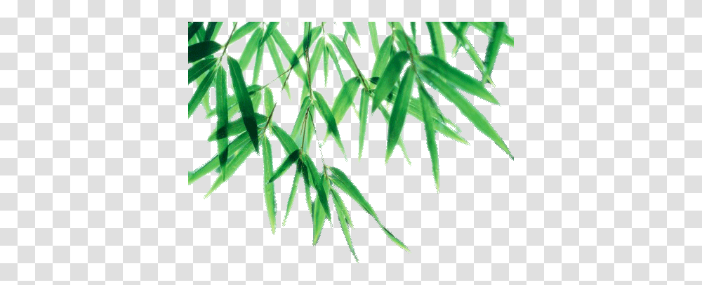 Download Bamboo Leaf Picture For Designing Purpose Bamboo Leaves Vector, Plant, Grass, Vegetation, Tree Transparent Png
