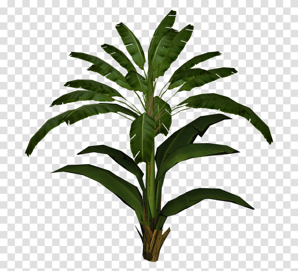 Download Banana Leaf Palm Banana Leaf Plant Full Palm Tree, Arecaceae, Flower, Blossom, Annonaceae Transparent Png