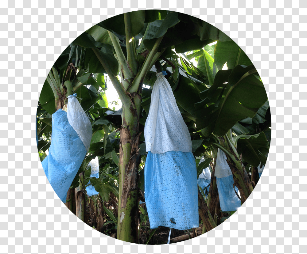Download Banana Tree Bag Skirts Flower, Fisheye, Hole Transparent Png