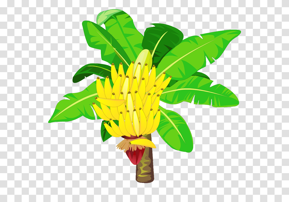 Download Banana Tree Banana Tree Clipart, Plant, Fruit, Food, Flower Transparent Png