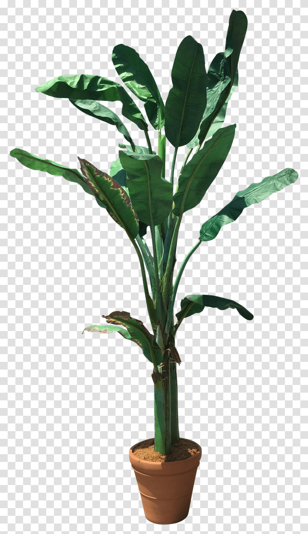 Download Banana Tree Image With Banana Tree, Plant, Leaf, Green, Flower Transparent Png