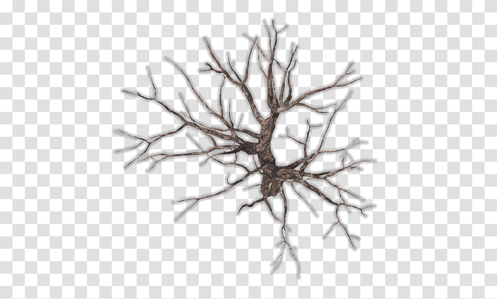 Download Bare Tree Tree Branch Top View, Plant, Root, Pottery, Jar Transparent Png