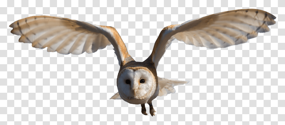 Download Barn Owl Image For Free Barn Owl, Bird, Animal, Fungus, Beak Transparent Png