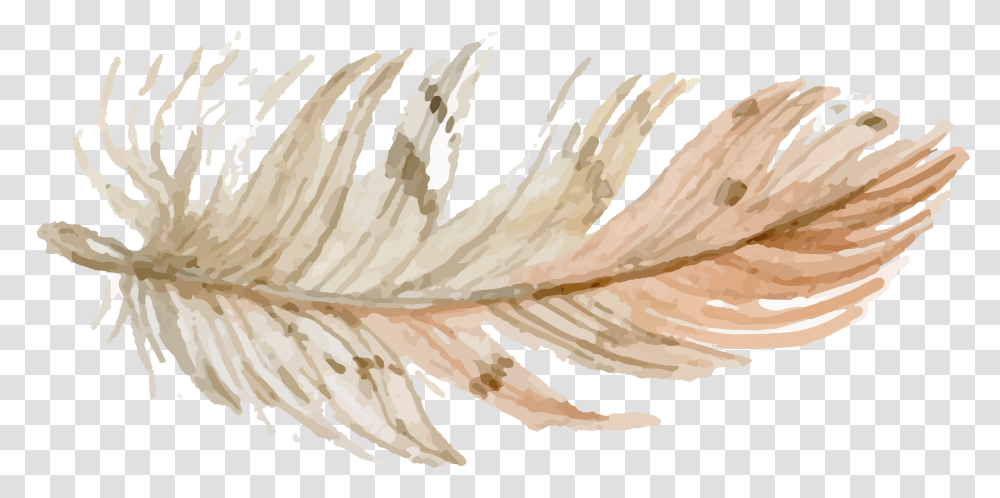 Download Be Free Watercolor Feathers, Plant, Bird, Produce, Food Transparent Png