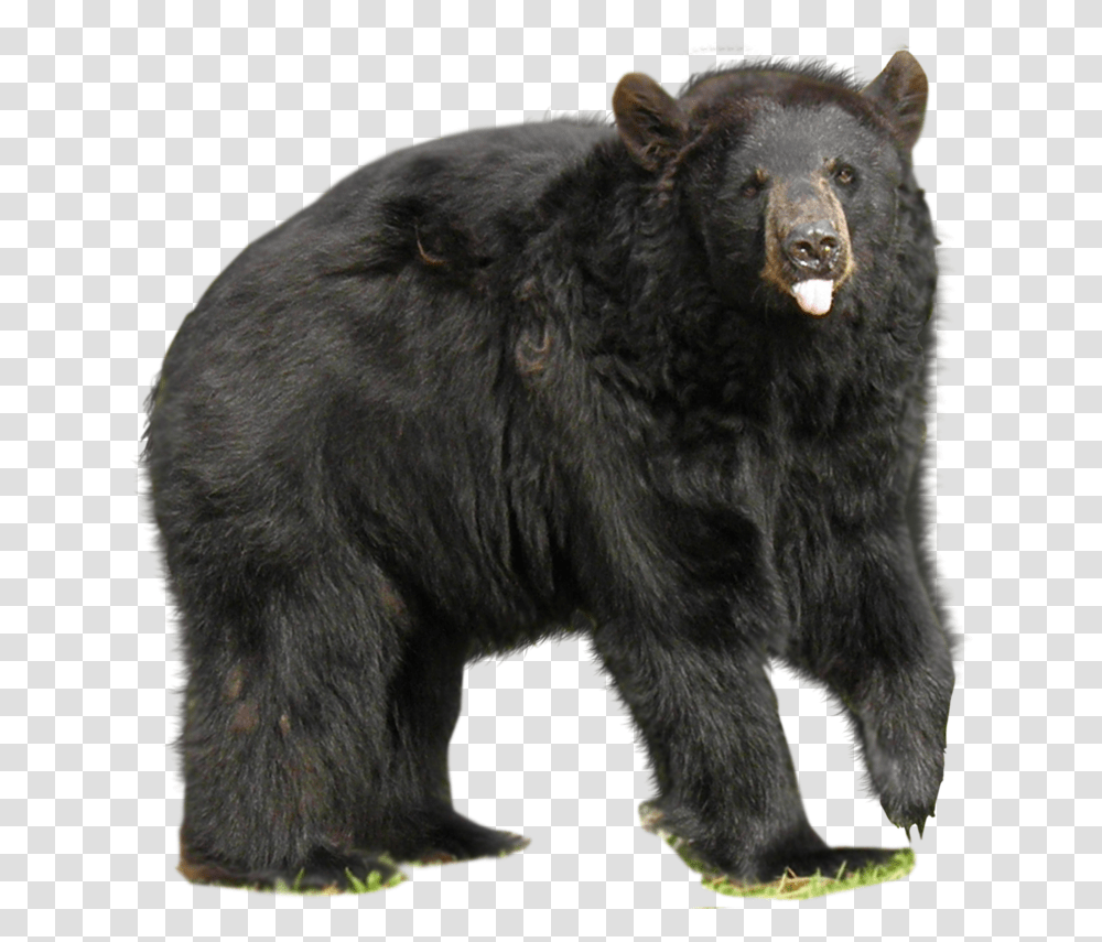 Download Bear Asian Black Bear, Wildlife, Mammal, Animal Transparent Png