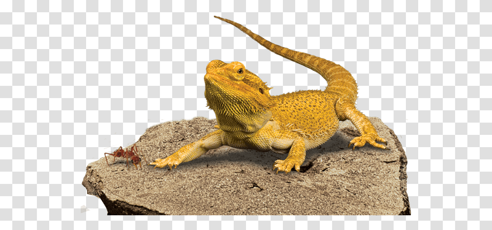 Download Bearded Dragon Background Hq Image Bearded Dragon Facts National Geographic, Lizard, Reptile, Animal, Iguana Transparent Png