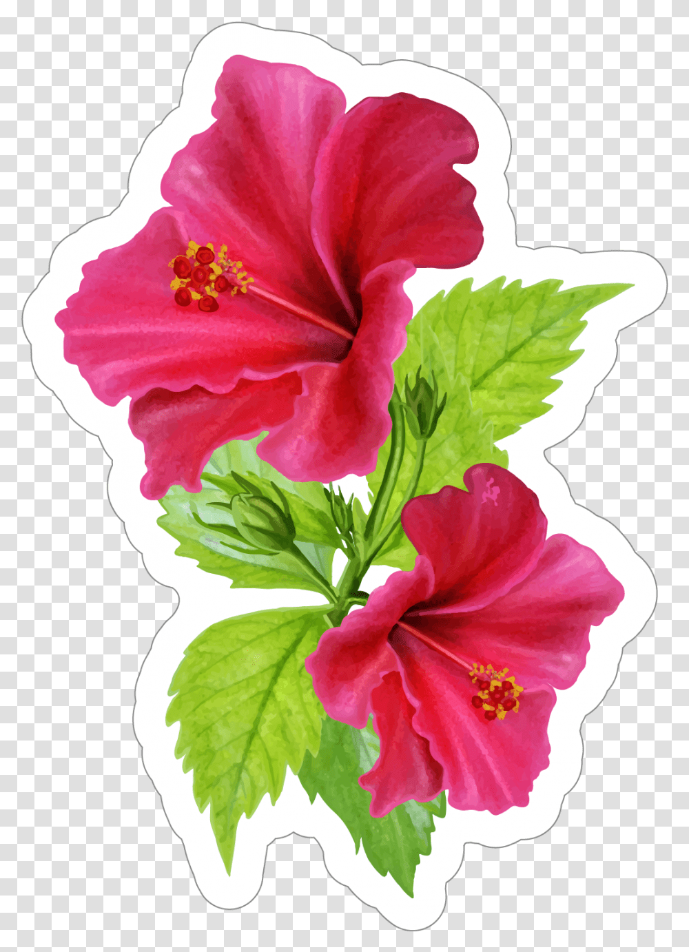 Download Beautiful Pink Hibiscus Flower Sticker Image Pink Hibiscus Flower, Plant, Blossom, Geranium, Rose Transparent Png