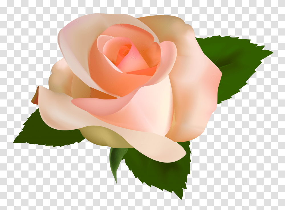 Download Beautiful Rose Clipart Peach Rose Background, Flower, Plant, Blossom, Petal Transparent Png