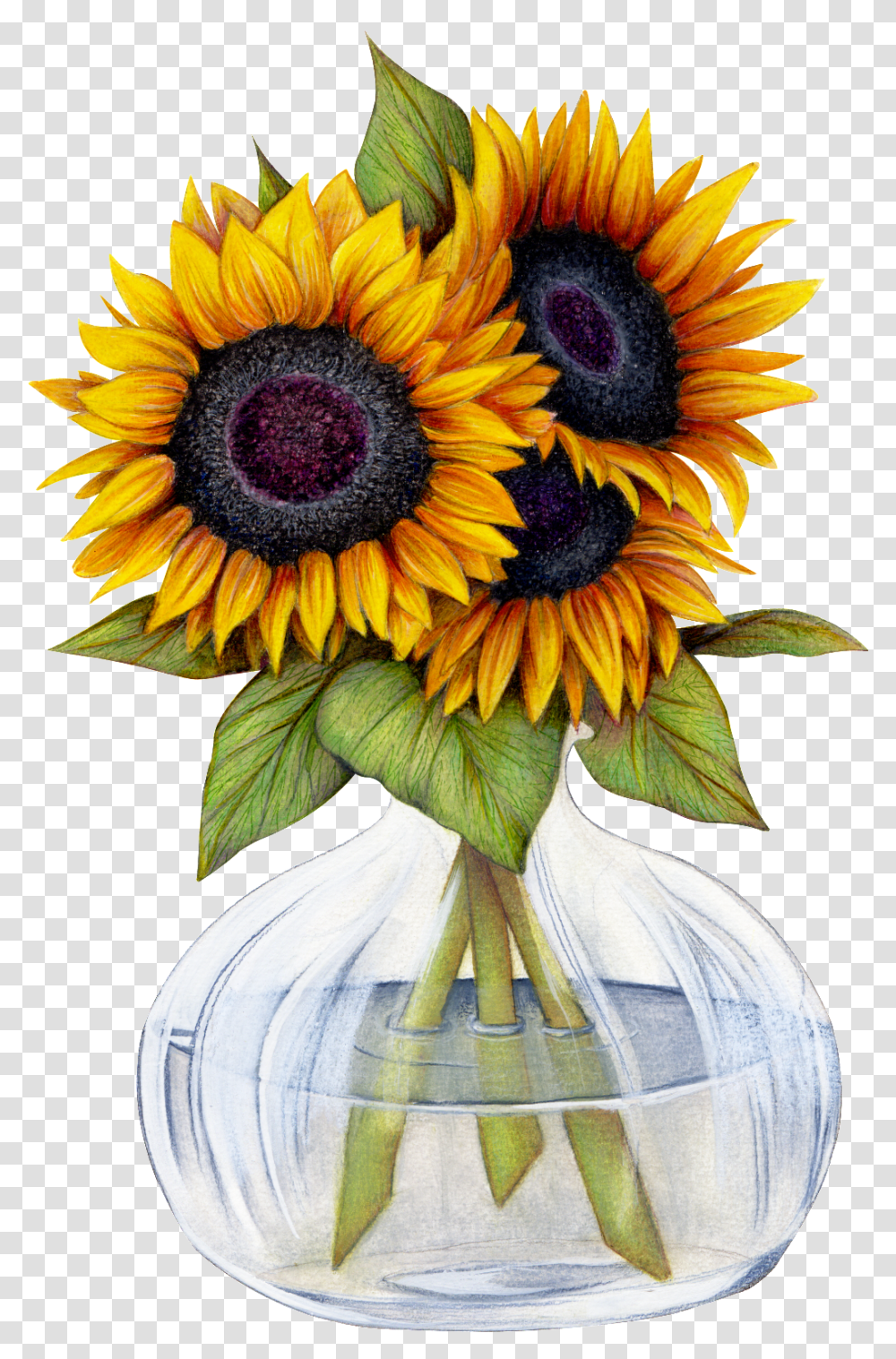 Download Beautiful Sunflower Flower Want Sunflowers Pics Clip Art, Plant, Blossom, Daisy, Daisies Transparent Png