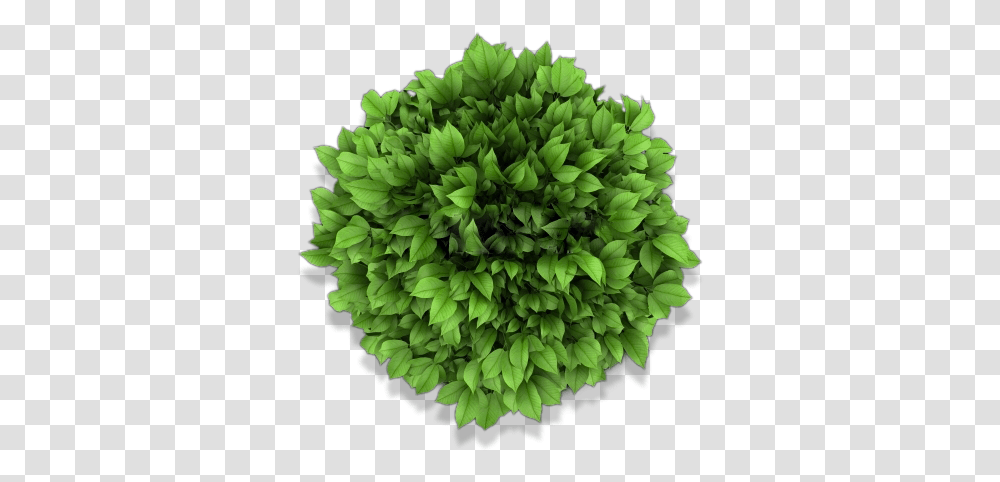 Download Bed Top View Top View Of Garden Plants Artificial Flower, Paper, Dress, Clothing, Apparel Transparent Png