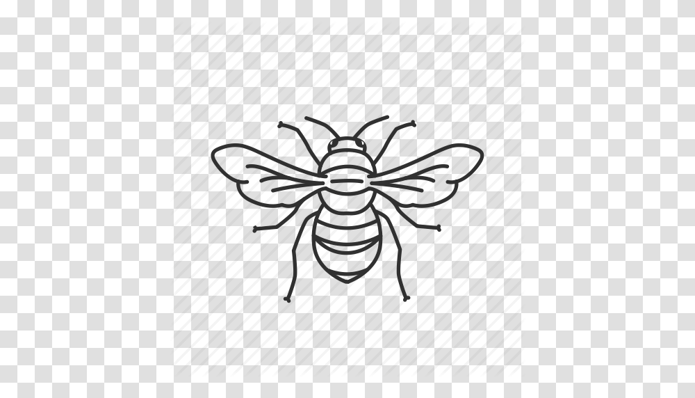 Download Bee Drawing Clipart Bee Drawing Clip Art, Animal, Invertebrate, Insect Transparent Png
