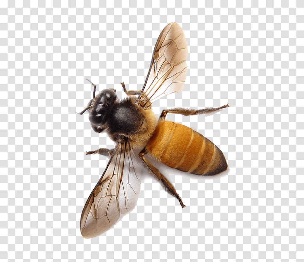 Download Bee Honey Bee Background, Apidae, Insect, Invertebrate, Animal Transparent Png