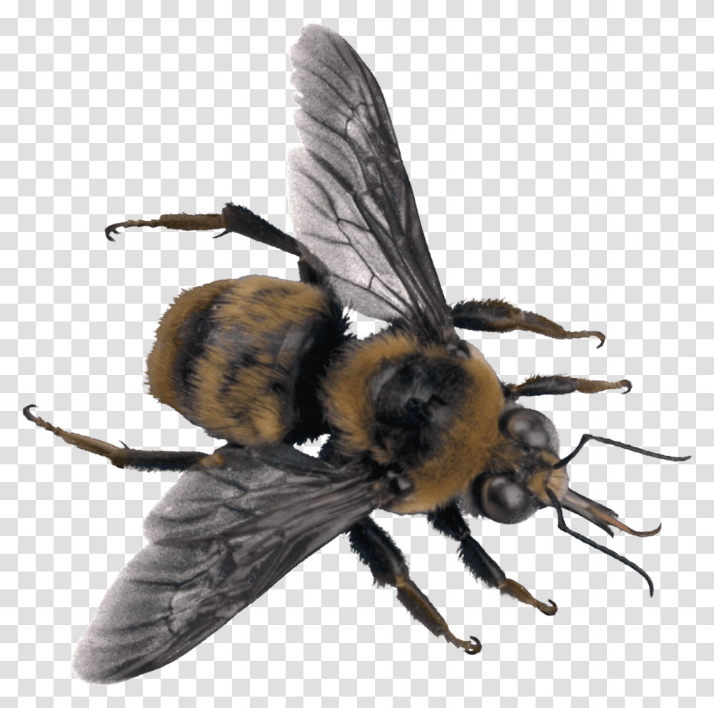 Download Bee Top Bee On Background Image High Resolution Bee Background, Apidae, Insect, Invertebrate, Animal Transparent Png