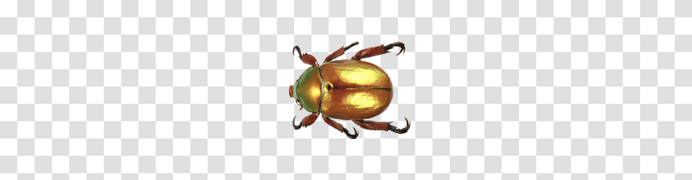 Download Beetle Free Photo Images And Clipart Freepngimg, Animal, Invertebrate, Insect, Firefly Transparent Png
