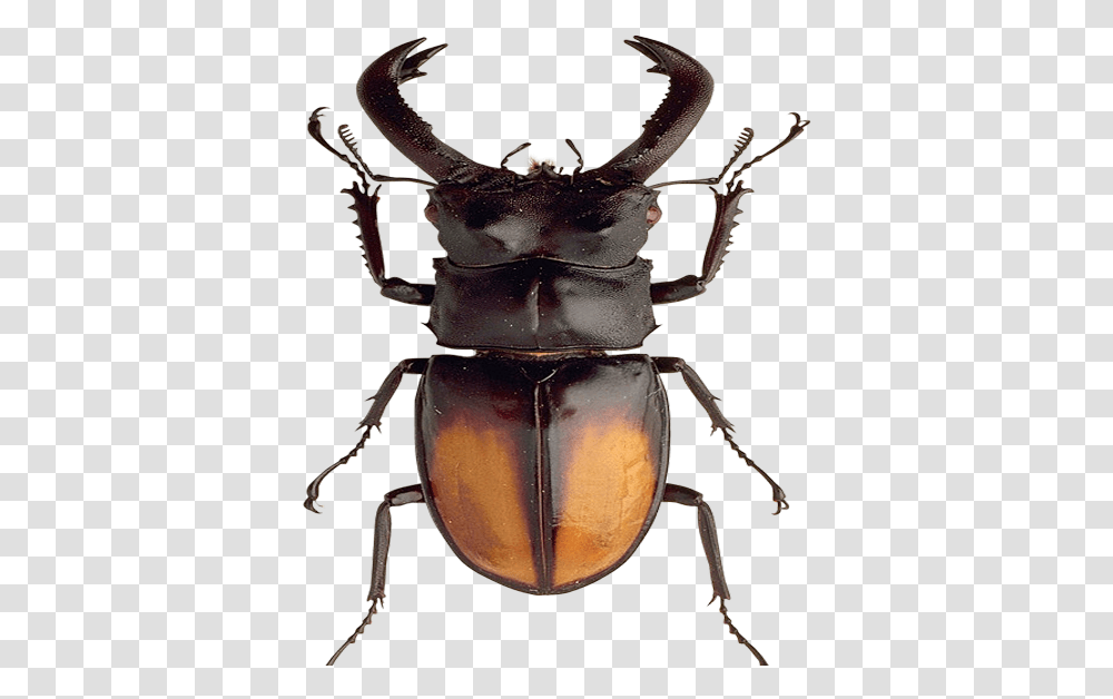 Download Beetle Image For Free Beetles, Insect, Invertebrate, Animal, Spider Transparent Png