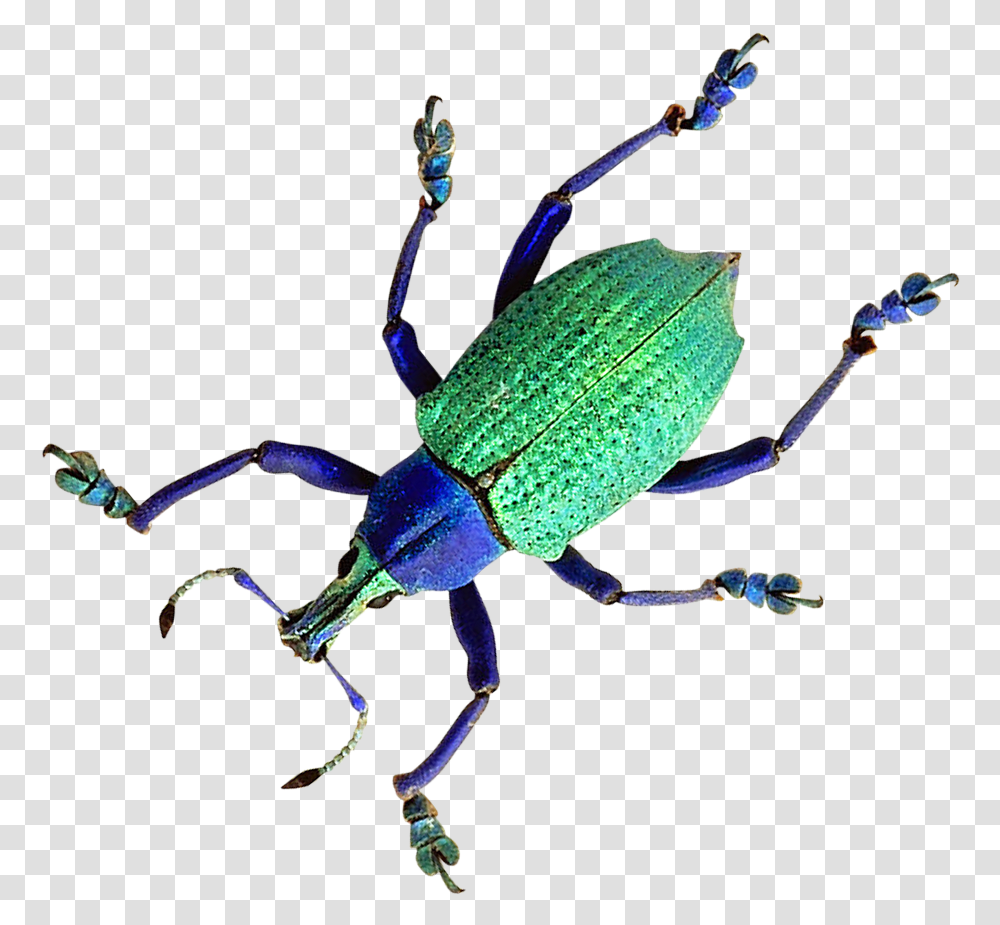 Download Beetle Image For Free Beetles, Insect, Invertebrate, Animal, Spider Transparent Png