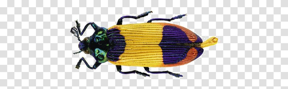 Download Beetle Image Papua New New Guinea Insect, Head, Animal, Yarn, Poster Transparent Png