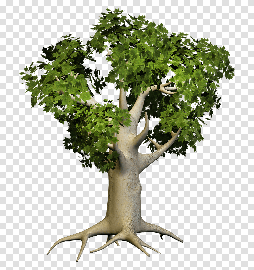 Download Big Tree Big Tree, Plant, Leaf, Tree Trunk, Antelope Transparent Png