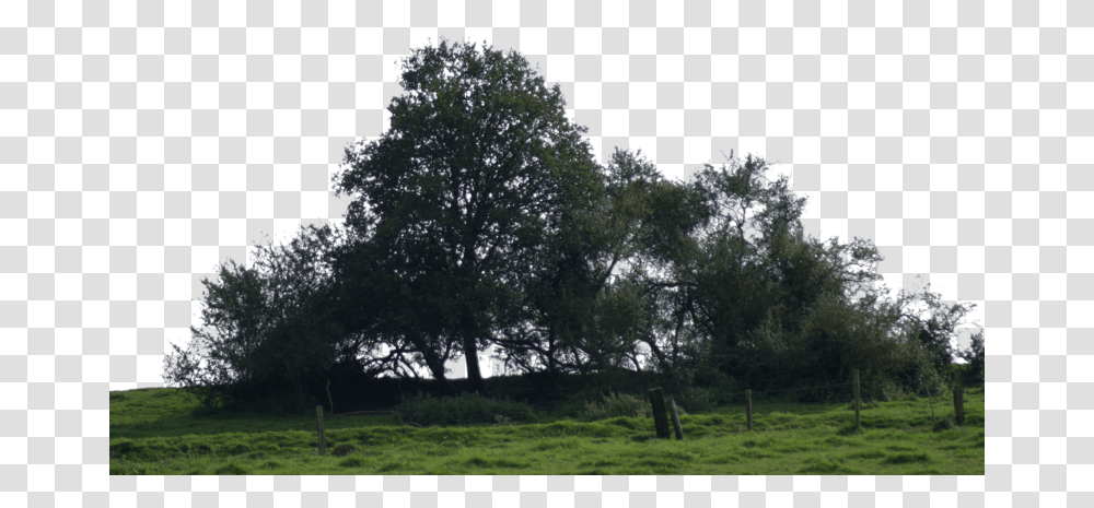 Download Big Tree Tree Grove, Nature, Outdoors, Plant, Grass Transparent Png