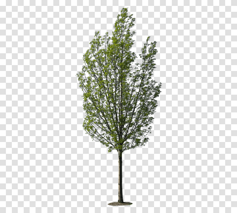 Download Birch Tree High Resolution Tree Free Tree Texture, Bush, Vegetation, Plant, Flower Transparent Png
