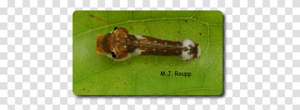 Download Bird Droppings Snake Eyes Dead Leaves Spicebush Spicebush Swallowtail, Insect, Invertebrate, Animal, Wildlife Transparent Png