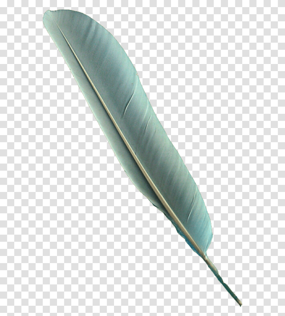 Download Bird Feather Bird Feather Pen Full Size Parrot Feather, Bottle, Ink Bottle, Leaf, Plant Transparent Png