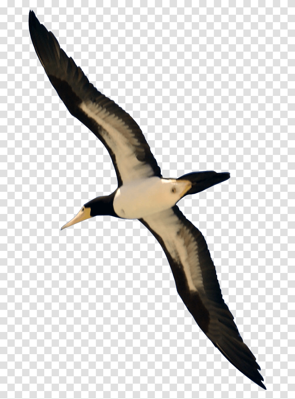 Download Bird Flying Image For Free Real Bird Flying, Animal, Albatross, Booby Transparent Png
