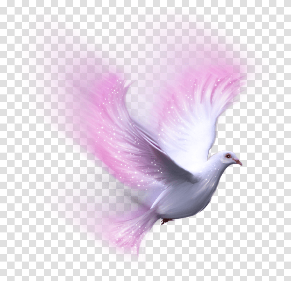 Download Bird Pink White Dove Freetoedit White Dove Doves, Animal, Pigeon, Flower, Plant Transparent Png