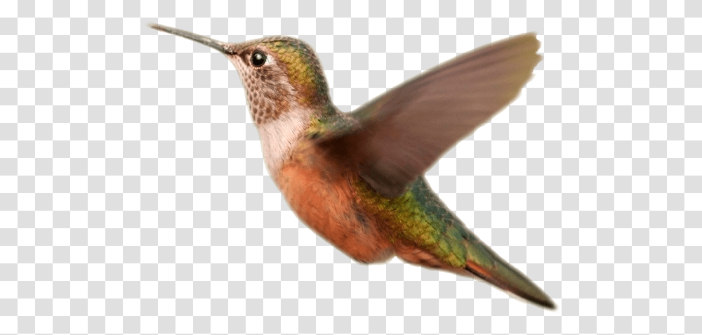 Download Bird Wings Vector Free Library Hummingbird Orange Birds Background, Animal Transparent Png