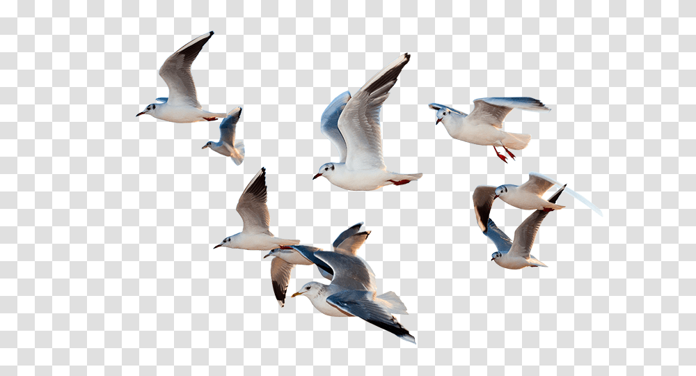 Download Birds Flying Flying Birds 4k, Animal, Seagull, Flock, Person Transparent Png
