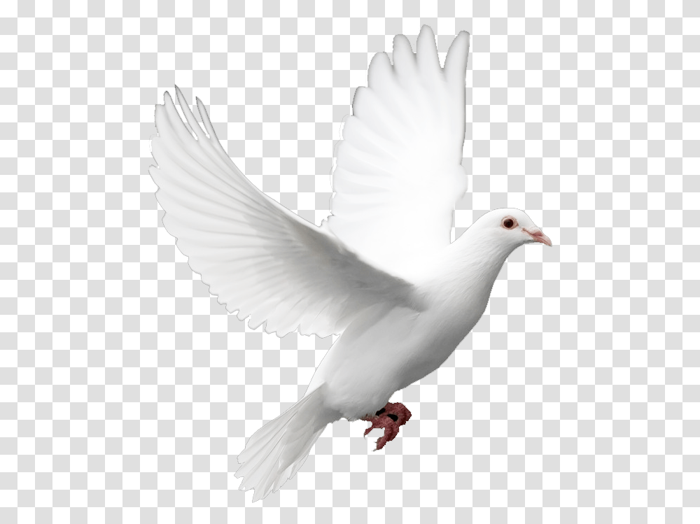Download Birds Image Without Background White Bird Bird Black Background, Animal, Dove, Pigeon Transparent Png