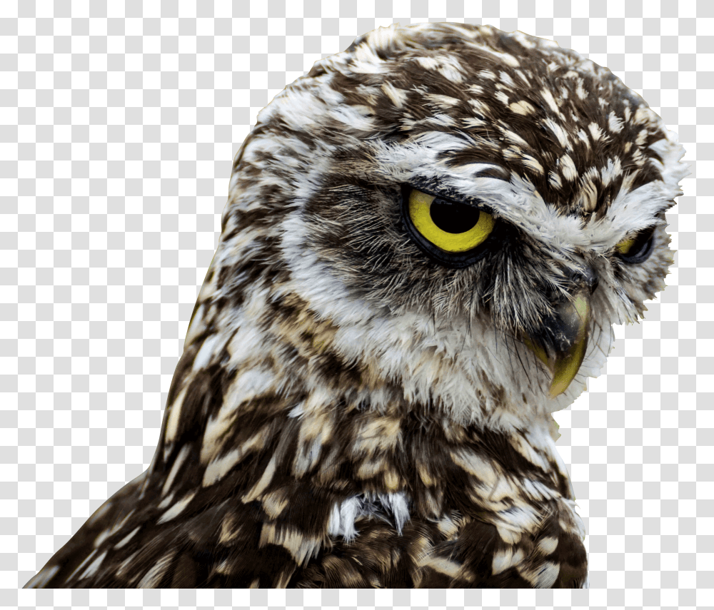 Download Birds Of Prey Good Morning Image Burrowing Owls, Animal, Buzzard, Hawk, Beak Transparent Png