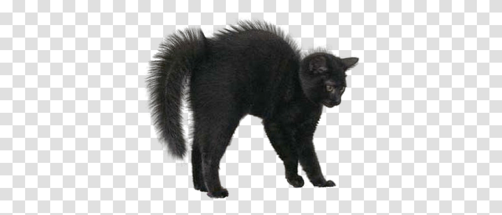Download Black Cat Image For Halloween Black Cat, Animal, Mammal, Pet, Wolf Transparent Png