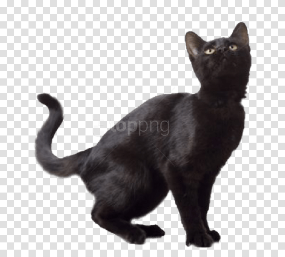 Download Black Cat Images Background Black Cat, Pet, Mammal, Animal, Dog Transparent Png