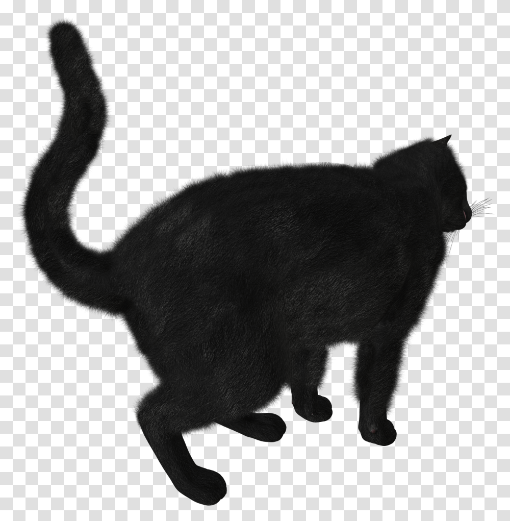 Download Black Cat Picture Black Cat Gif, Silhouette, Animal, Mammal, Pig Transparent Png