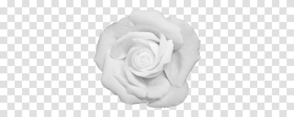 Download Black Flower Crown White Black And White Rose, Plant, Blossom, Petal Transparent Png