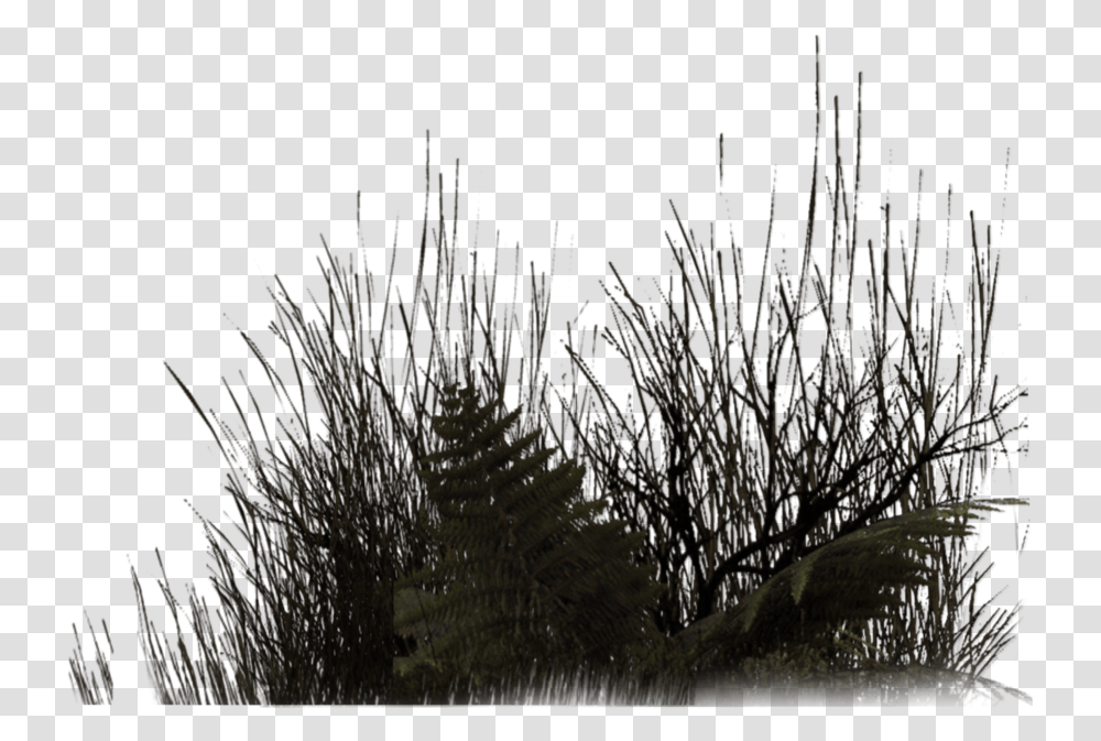 Download Black Grass Rendering, Nature, Outdoors, Tree, Plant Transparent Png