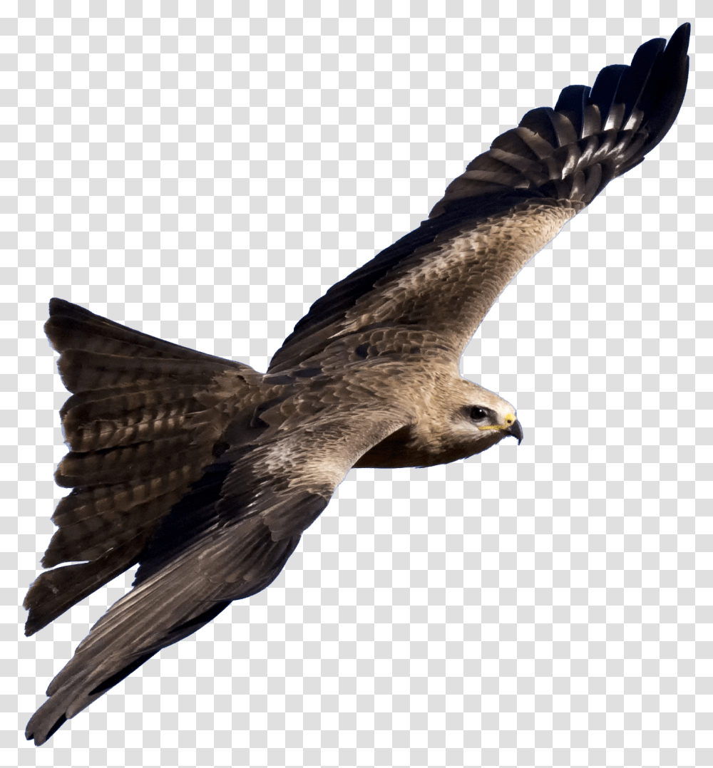 Download Black Kite Robot 20 Bird Full Size Kite Bird, Animal, Buzzard, Hawk, Vulture Transparent Png