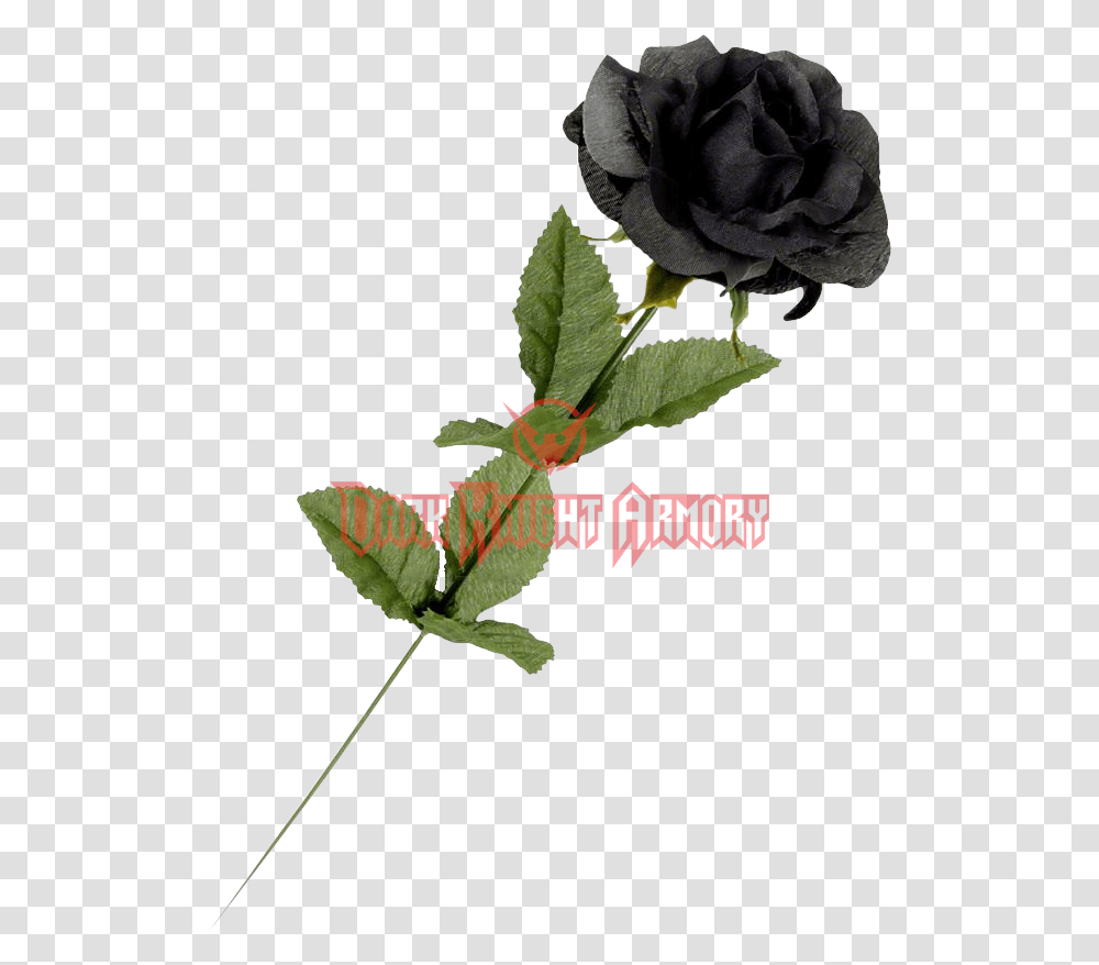 Download Black Roses Image With Black Single Rose Flower, Plant, Blossom, Petal, Acanthaceae Transparent Png