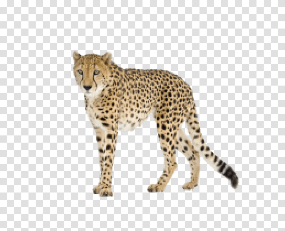 Download Black Tail Cheetah Image Cheetah, Wildlife, Mammal, Animal, Panther Transparent Png